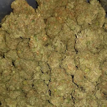Lemon Skunk